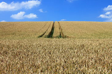 wheat field blue sky white clouds