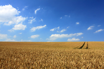 wheat field blue sky white clouds