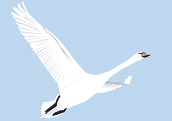 Fliegender Schwan