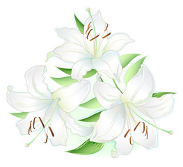 White lilly