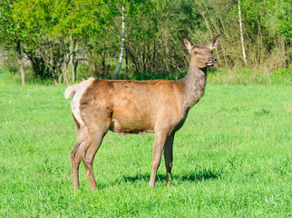 red deer looking at camera