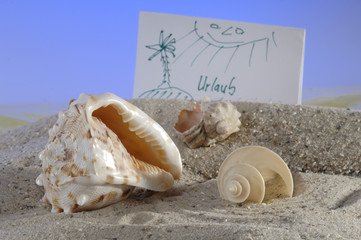 Muschel am Sandstrand