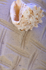 Muschel am Sandstrand