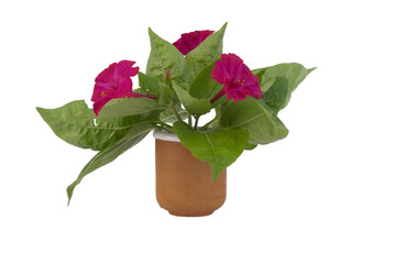 bloomed red flower bouquet