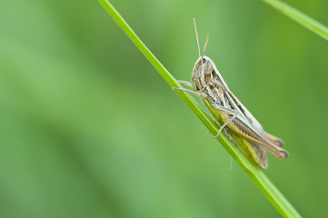 Brown Grasshopper on a blade of grass