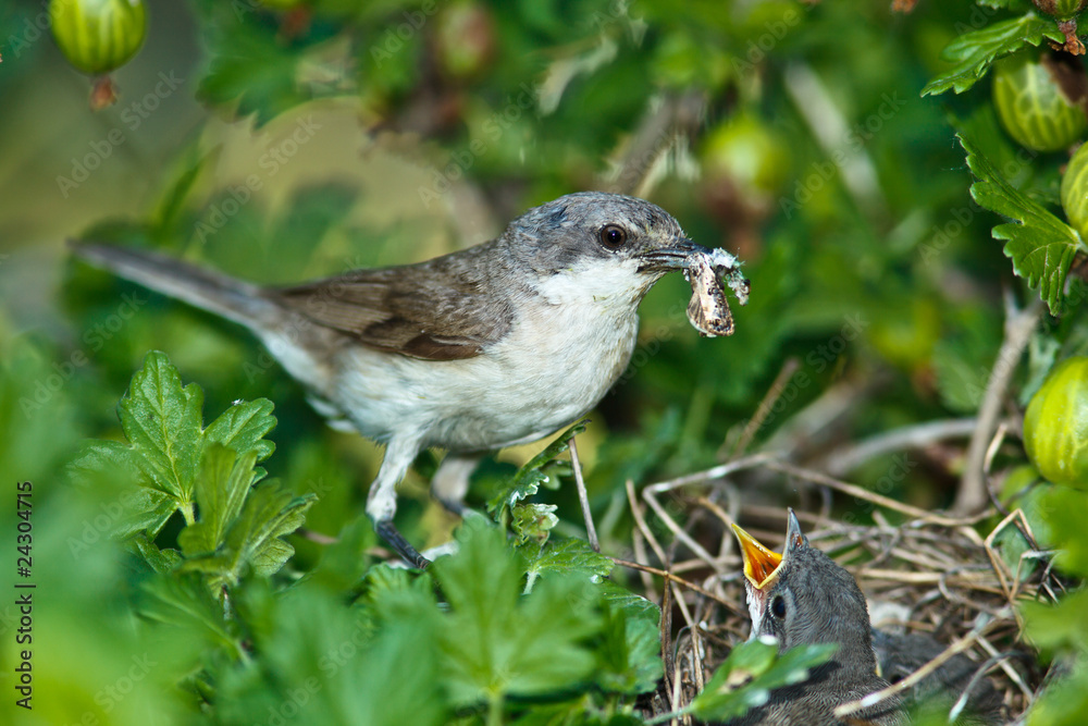 Poster lesser whitethroat, sylvia curruca