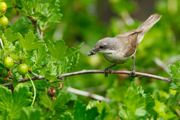 Lesser Whitethroat, Sylvia curruca