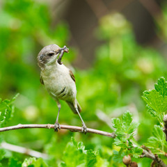Lesser Whitethroat, Sylvia curruca