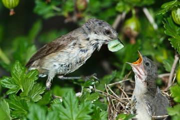 Lesser Whitethroat, Sylvia curruca