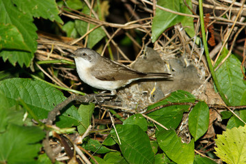 Lesser Whitethroat, Sylvia curruca
