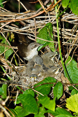 Lesser Whitethroat, Sylvia curruca