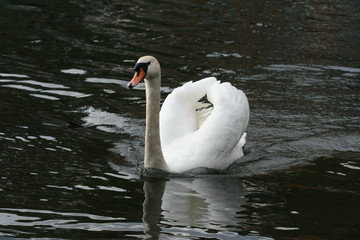 Swan in a lake