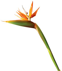 exotic flower on white background