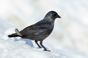 Jackdaw (Corvus monedula)
