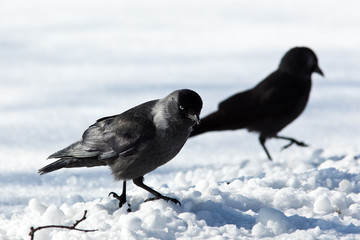 Jackdaw (Corvus monedula)