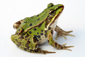 Fototapeta premium Frosch auf weißem Hintergrund