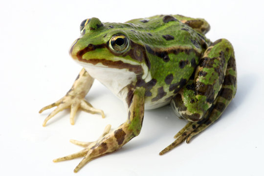 Frosch