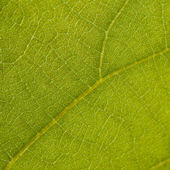 macro background of grape leaf