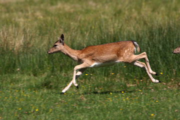 Scampering Deer