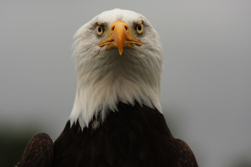 Head on shot of Bald Eagle