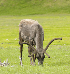 caribou feeding