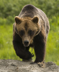 Fototapeta na wymiar Alaskan Grizzly bear pieszo w kierunku widza