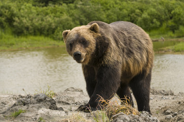 Obraz premium Grizzly by stream