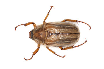 Summer chafer (amphimallon solstitiale) isolated