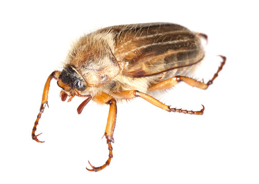 Summer chafer (amphimallon solstitiale) isolated