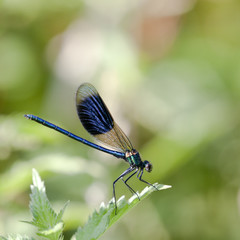 Agrion éclatant - Banded demoiselle (calopteryx splendens)