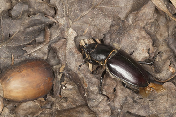 Female stag beetle and acorn. Macro photo.