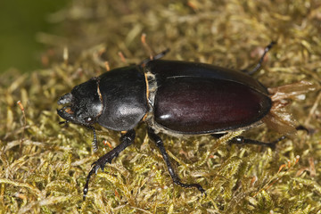 Female stag beetle. Macro photo.