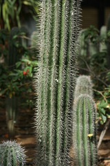 Islas Canarias Gran Canaria