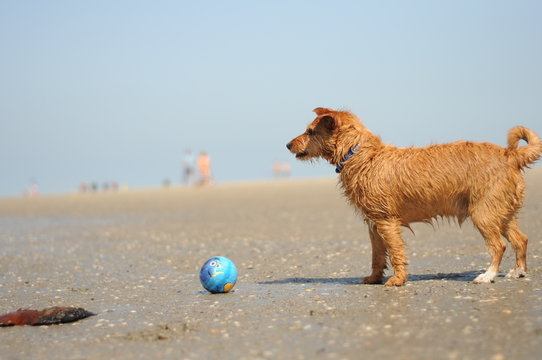 Terrier