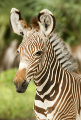 Fototapeta na wymiar Młoda Grevy Zebra profil
