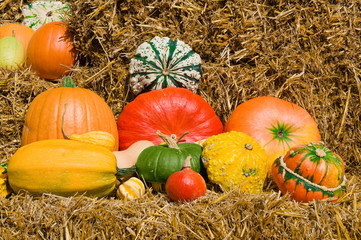 Kürbisse, Herbstfarben, farbenfoh