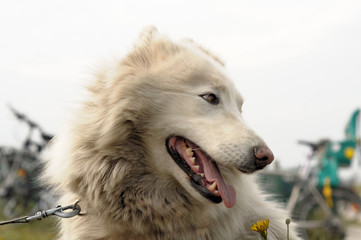 Obraz premium Wolfshund