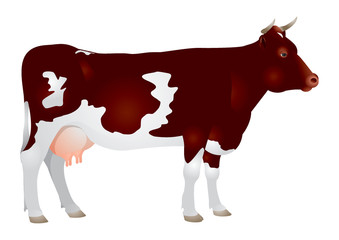 Cow, milk, Dairy cattle
