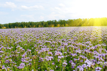 Blue flowers (Phacelia tanacetifolia)