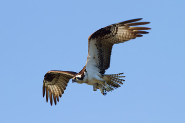 Obraz premium Fish Hawk