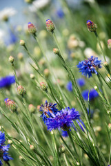 Blumenwiese mit lila und weißen Blumen