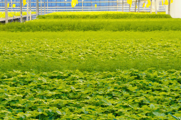 Greenhouse border of kitchen herbs