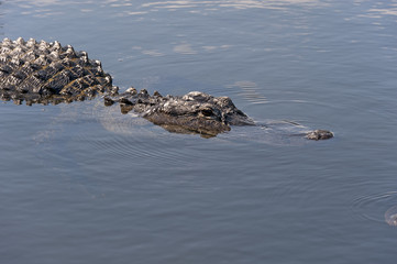 Alligator