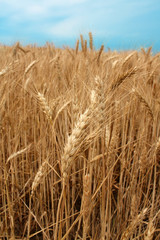 wheat fieldready for harvest growing