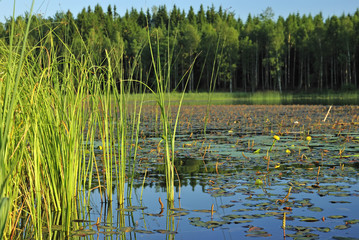 Swedish lake flora