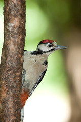 Great spotted woodpecker (Dendrocopos major).