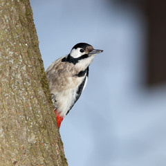 female. Great spotted woodpecker (Dendrocopos major).