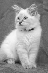 black and white kitten photo