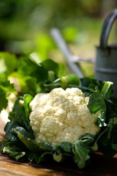 Blumenkohl