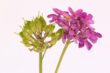 Fototapeta premium Schleifenblume3